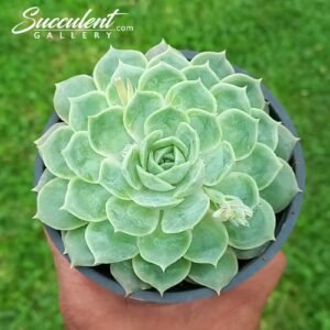 Echeveria ‘Onslow’ Big