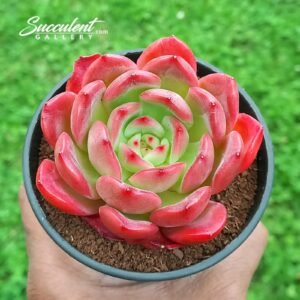 Echeveria Madonna hybrid [Imported]