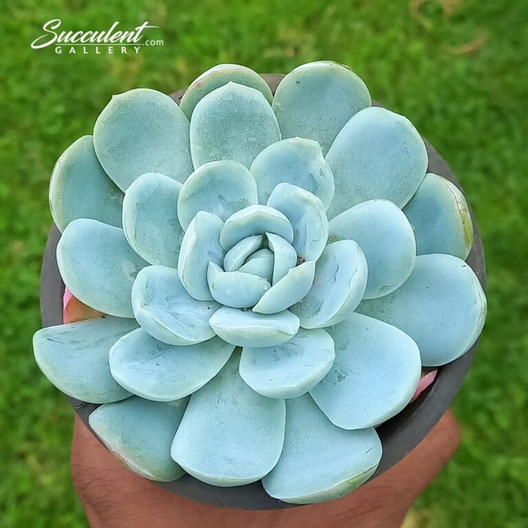 Echeveria mexican snowball