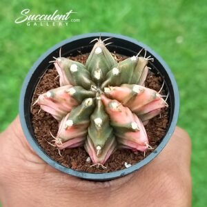 Gymno ‘pink island’