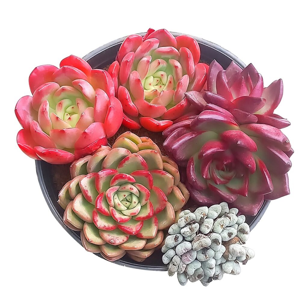 Imported succulents in India, rare and exotic imported succulent, chinese succulents india