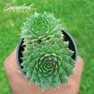 Sempervivum bunny girl double head