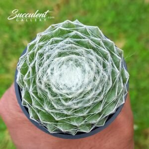 Sempervivum ‘cobweb’