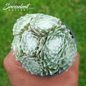 Sempervivum cobweb bunch