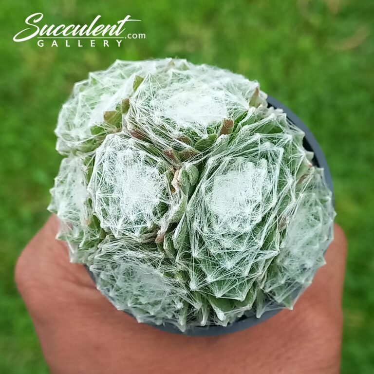 Sempervivum cobweb