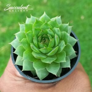 Sempervivum tectorum