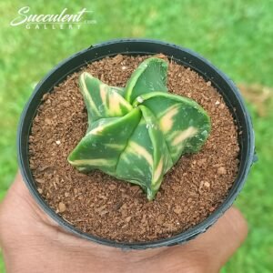 Astrophytum Myriostigma Koh-yo Variegated