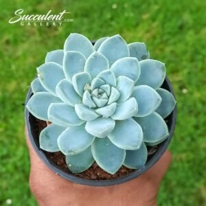 Echeveria albicans Big