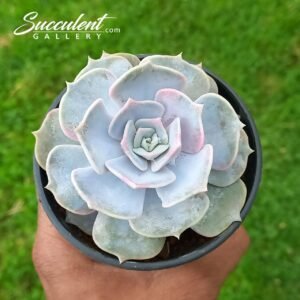 Echeveria lilacina Big