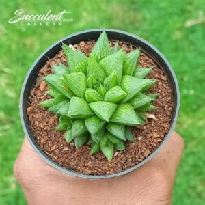 Haworthia mucronata