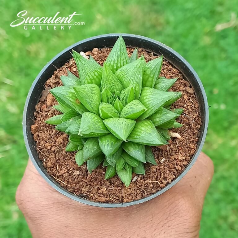 haworthia mucronata