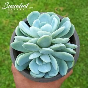 Echeveria mexican snowball Double head