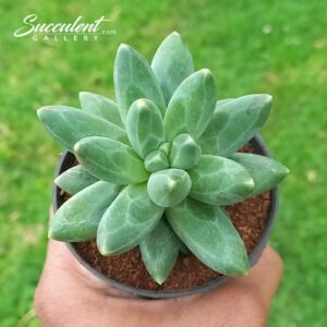 Pachyphytum compactum