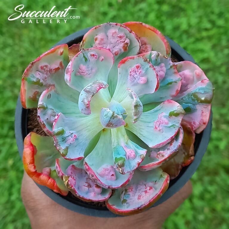 Echeveria 'Beyonce Rainbow'