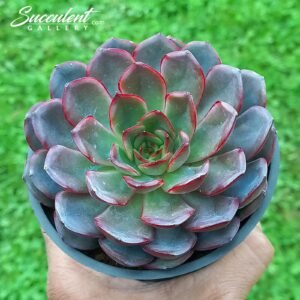 Echeveria ‘Black ice tea’ [Imported]