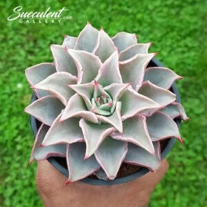 Echeveria ‘Madiba’