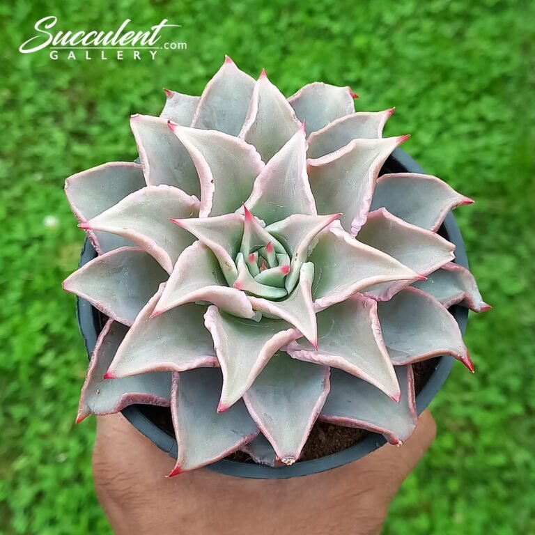 Echeveria 'Madiba'