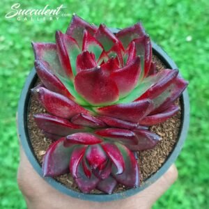 Echeveria agavoides ‘ Rubin’ double head [Imported]