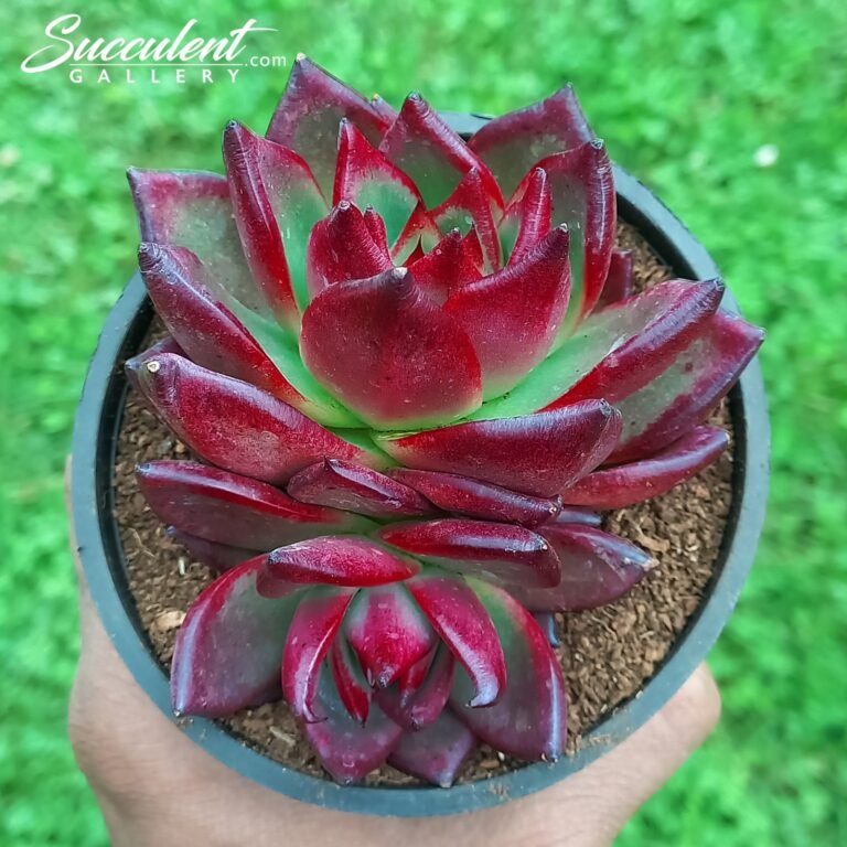 Echeveria agavoides 'Romeo Rubin'