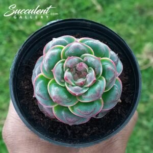 Echeveria ‘longisima’ [Imported ]