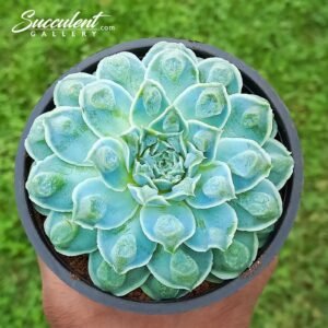 Echeveria mexican tears[Imported]