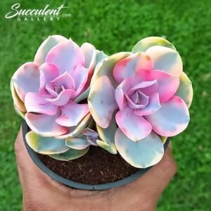 Echeveria rainbow Big  Double head [Imported]