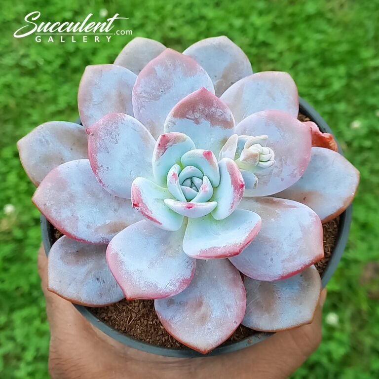 Graptoveria Mrs Richards