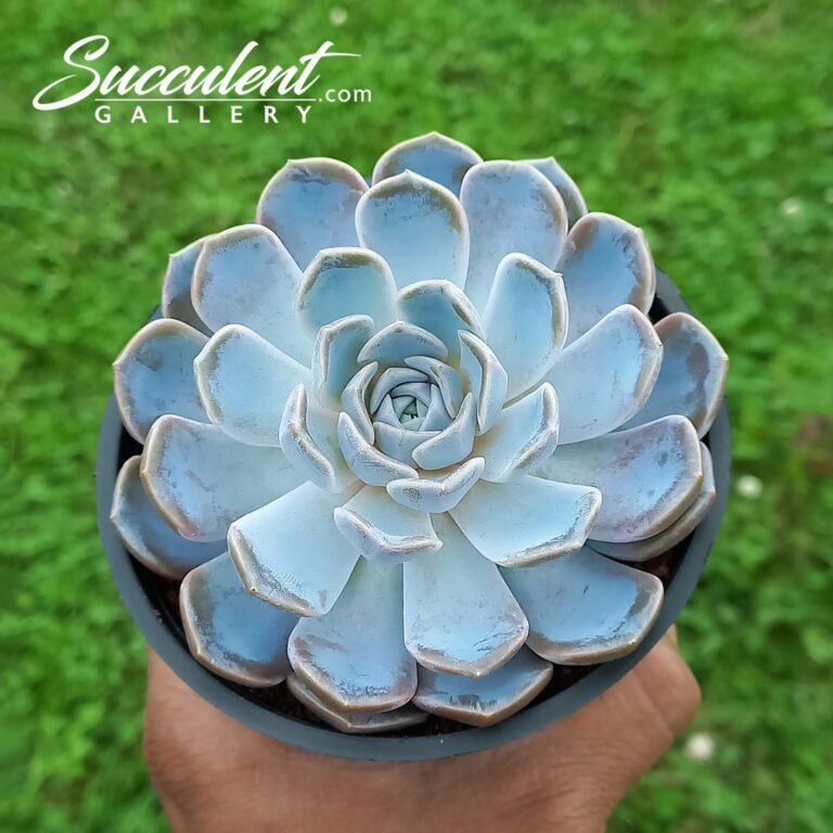 Echeveria 'Tynie Burger'