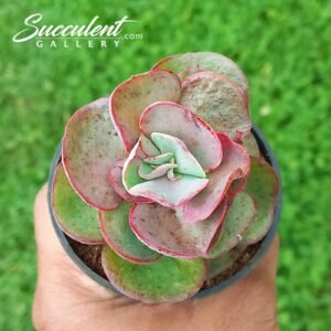 Echeveria ‘Suyon’