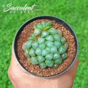 Haworthia Cooperi Ice Lantern