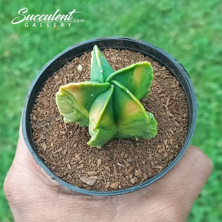 Astrophytum myriostigma nudum cv. 'Fukuryu'