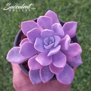 Graptoveria ‘Debbie’ [limited]