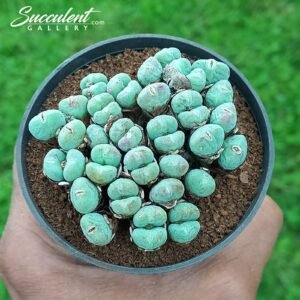 Conophytum luiseae [Imported]