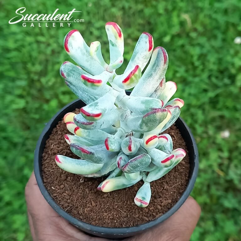 cotyledon orbiculata cv var