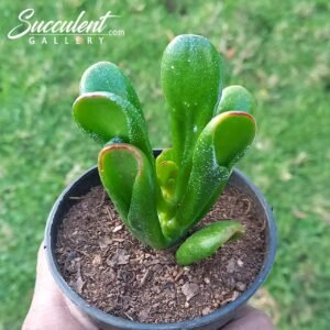 Crassula ovata ‘Ogre’s Ears’