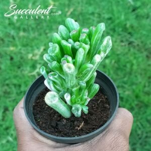 Crassula Ovata ‘Gollum’ variegated [Imported]