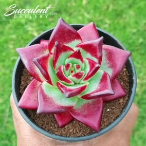 Echeveria Red ebony Hybrid [Imported]