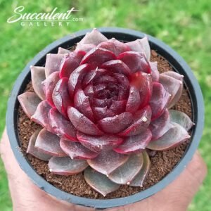 Echeveria black whirl wind hybrid [Imported]