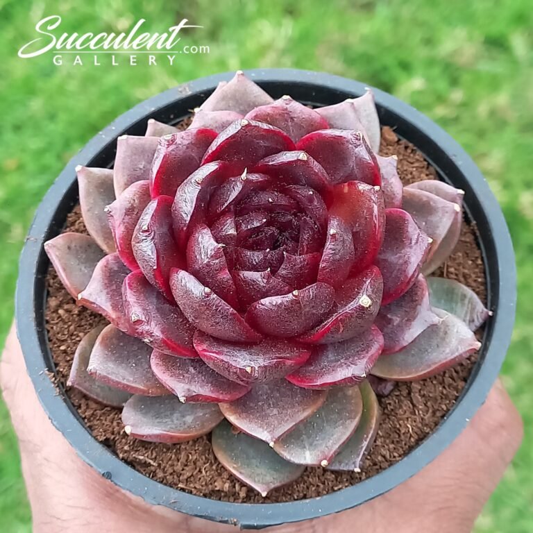 Echeveria black whirl wind