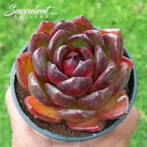 Echeveria hybrid ‘brown sugar’ [Imported]