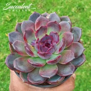 Echeveria dark lord hybrid [Imported]