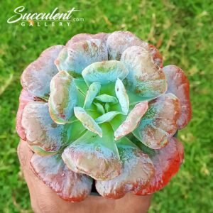 Echeveria ‘Heart delight’ hybrid [Imported]