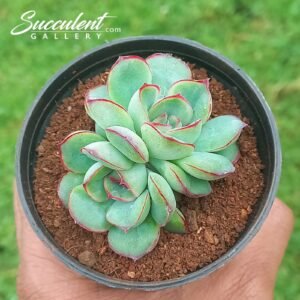 Echeveria pulidonis double head