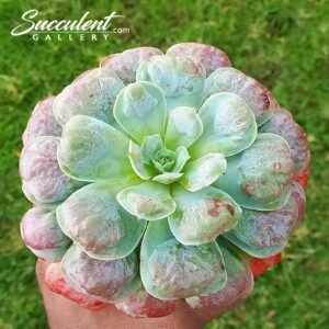 Echeveria ‘Raindrops’ hybrid [Imported]