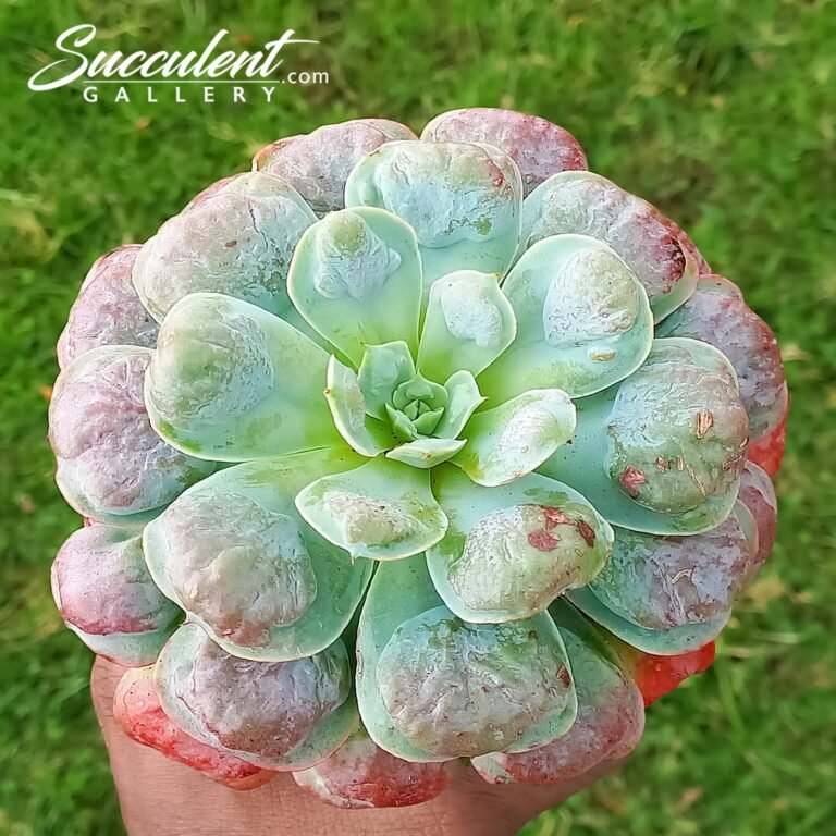 Echeveria 'Raindrops'