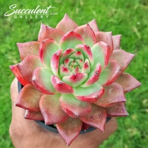 Echeveria red diamond hybrid [Imported]