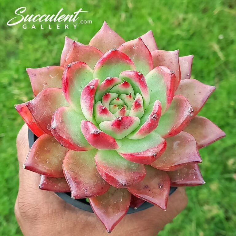 Echeveria red diamond