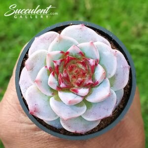 Echeveria red velvet small [Imported]