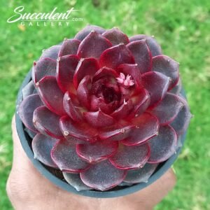 Echeveria Twilight star spirit hybrid [Imported]