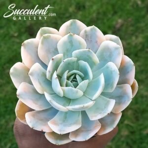 Echeveria runyonii variegated [Hybrid]